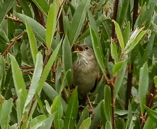 Long-billed Bush Warbler - ML639089818