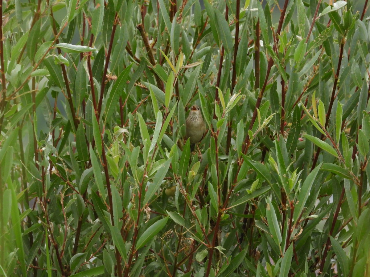 Long-billed Bush Warbler - ML639089819