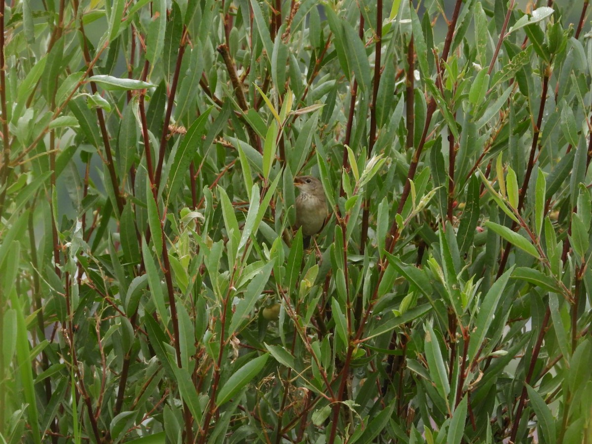 Long-billed Bush Warbler - ML639089820