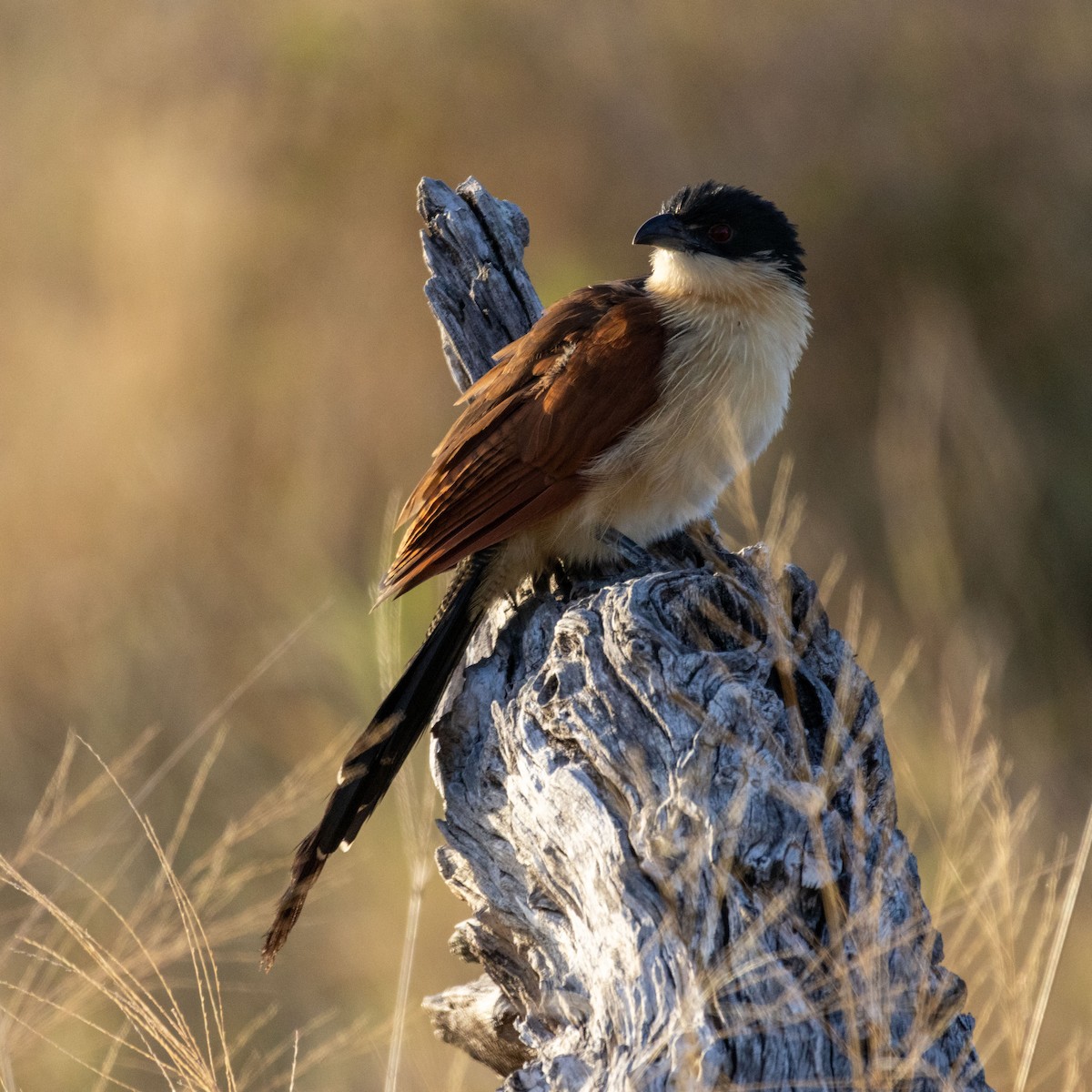 Burchell's Coucal - ML639089839