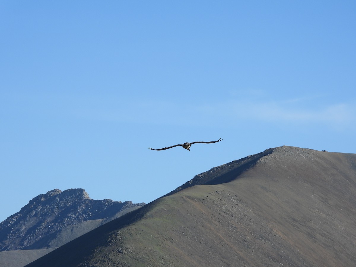 Bearded Vulture - ML639089840