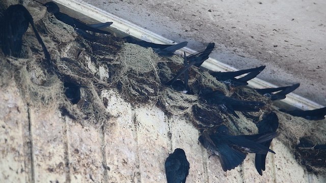 Plume-toed Swiftlet - ML639089862