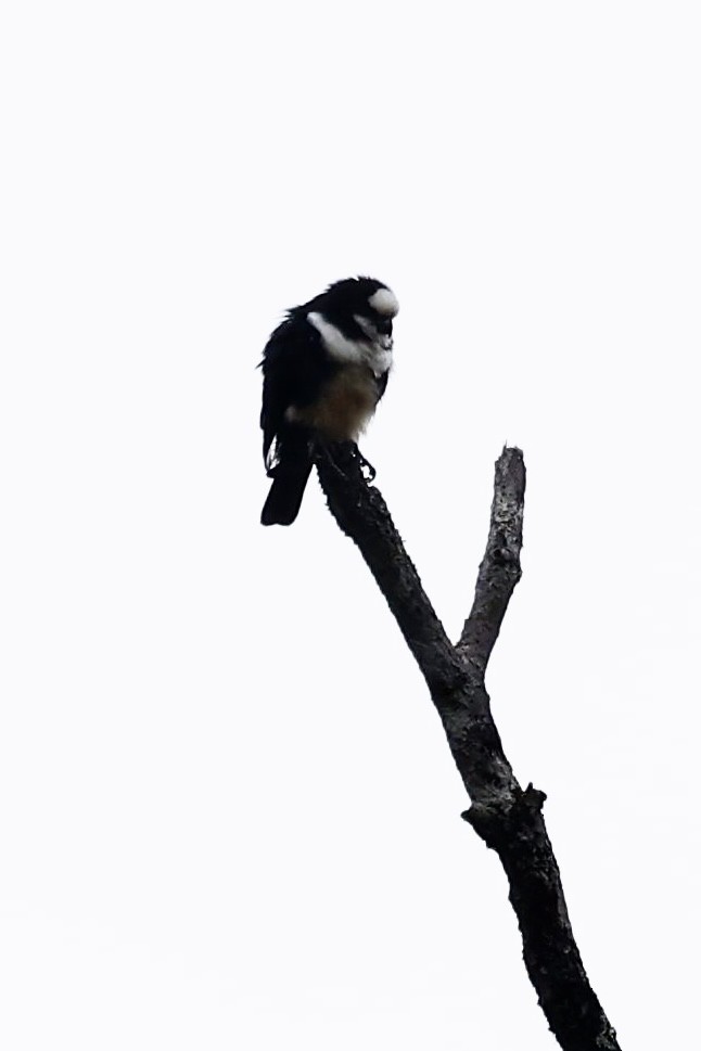 White-fronted Falconet - ML639090058