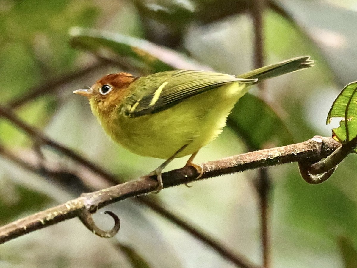Yellow-breasted Warbler - ML639090076