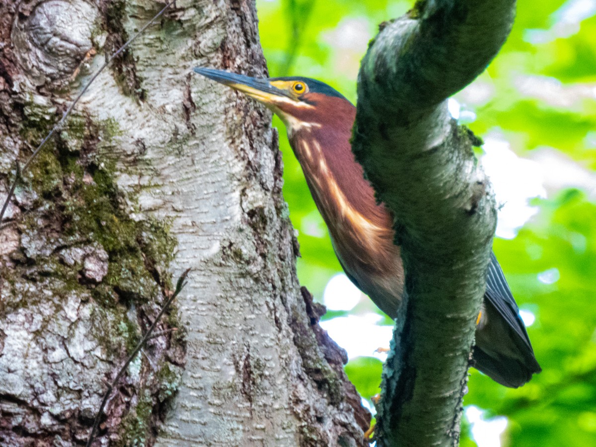 volavka zelenavá - ML639090122