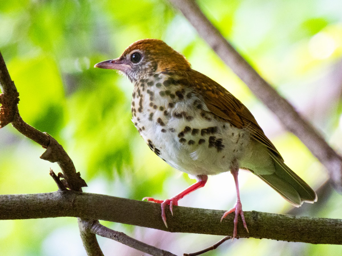 drozd rezavohlavý - ML639090163