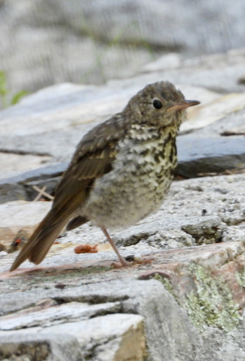 Hermit Thrush - ML639090226