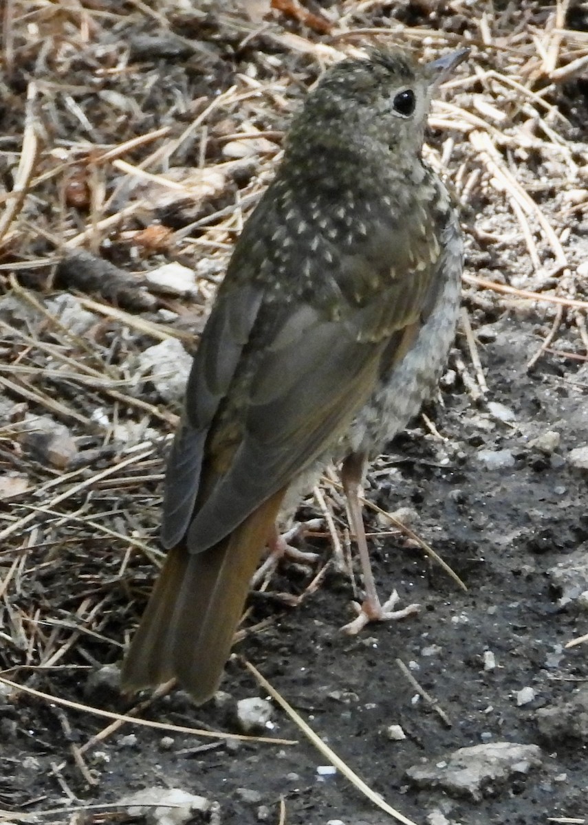 Hermit Thrush - ML639090227