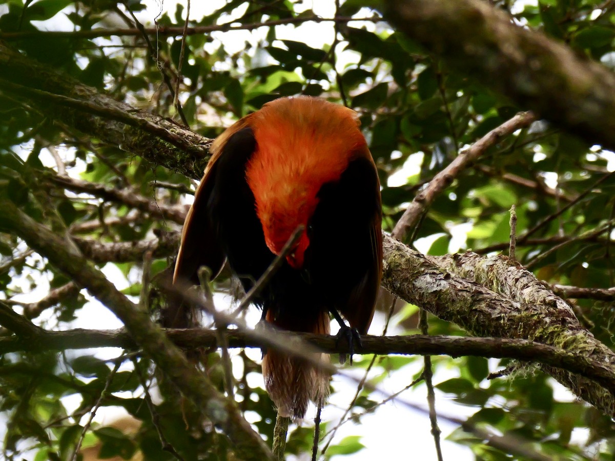 Crested Satinbird - ML639090229