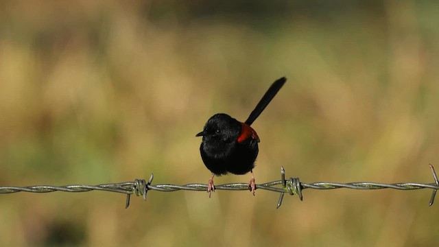 Red-backed Fairywren - ML639090253