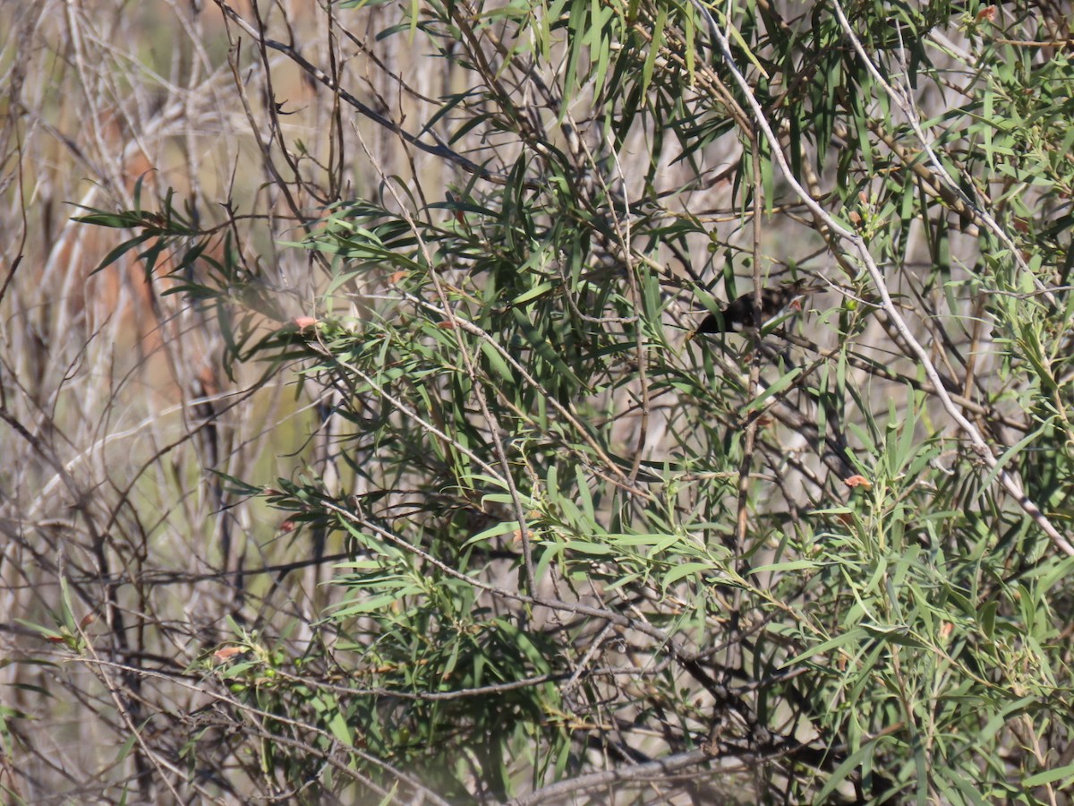 medosavka černobílá - ML639090271