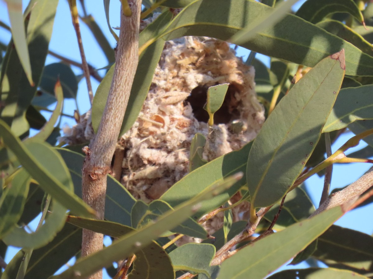 Weebill - ML639090280