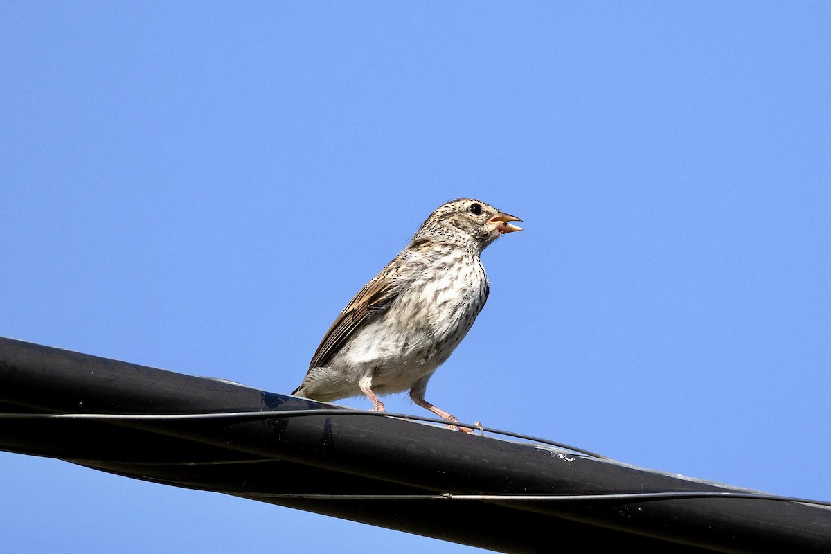 稀樹草鵐 - ML639090319