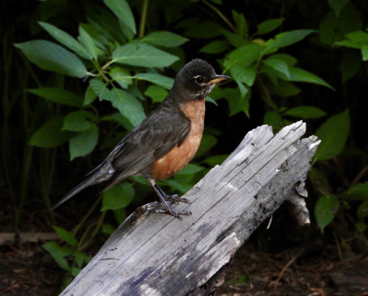 American Robin - ML639090369