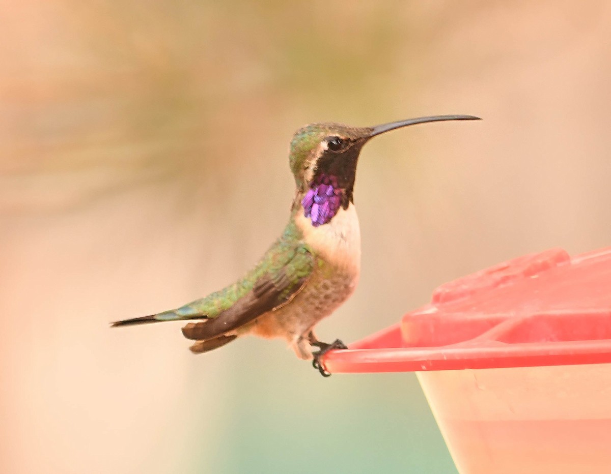 kalypta zelenoboká - ML639090460