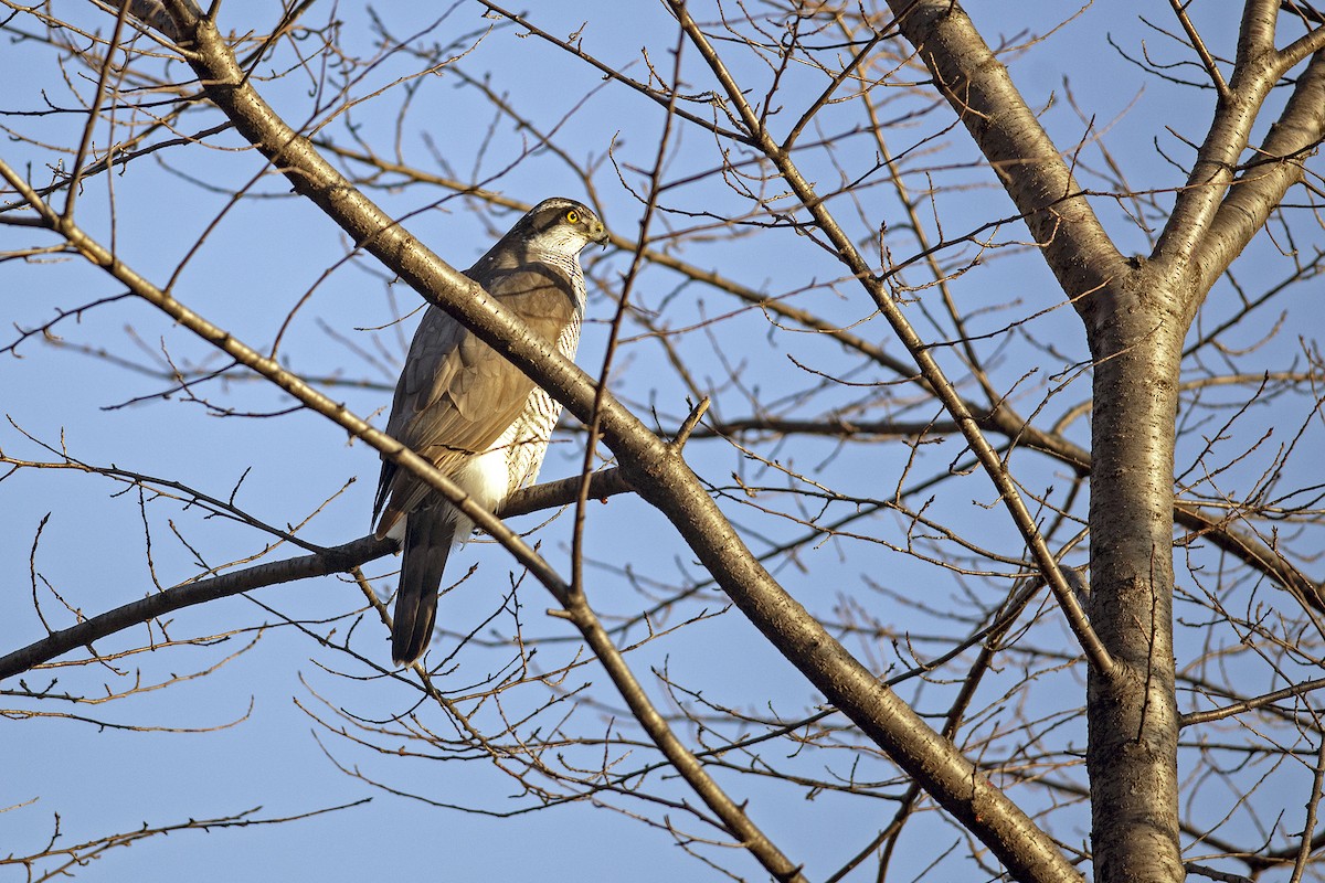 Eurasian Goshawk - ML639090472