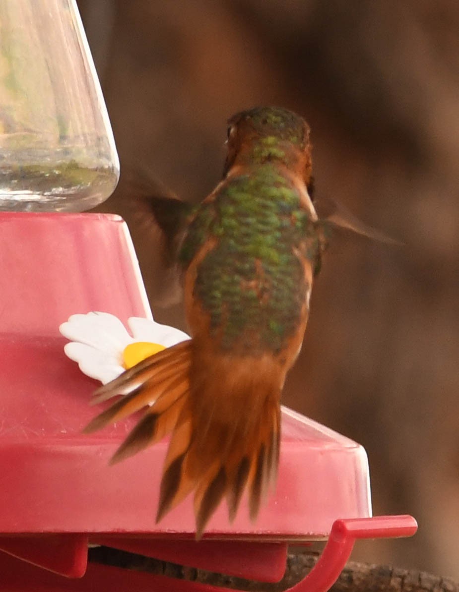 kalypta Allenova - ML639090485