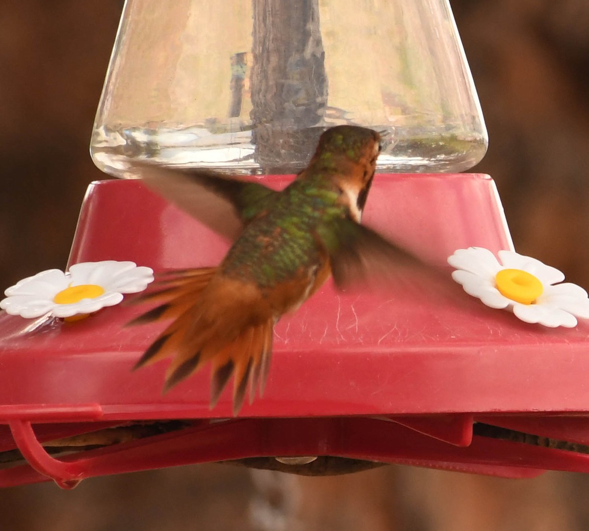 kalypta Allenova - ML639090486