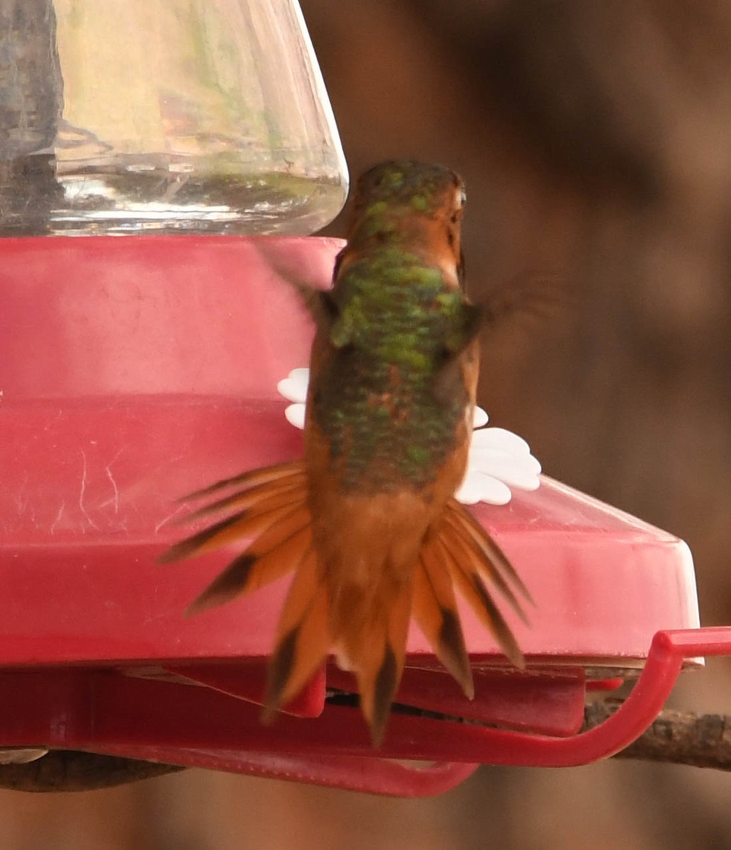 kalypta Allenova - ML639090487