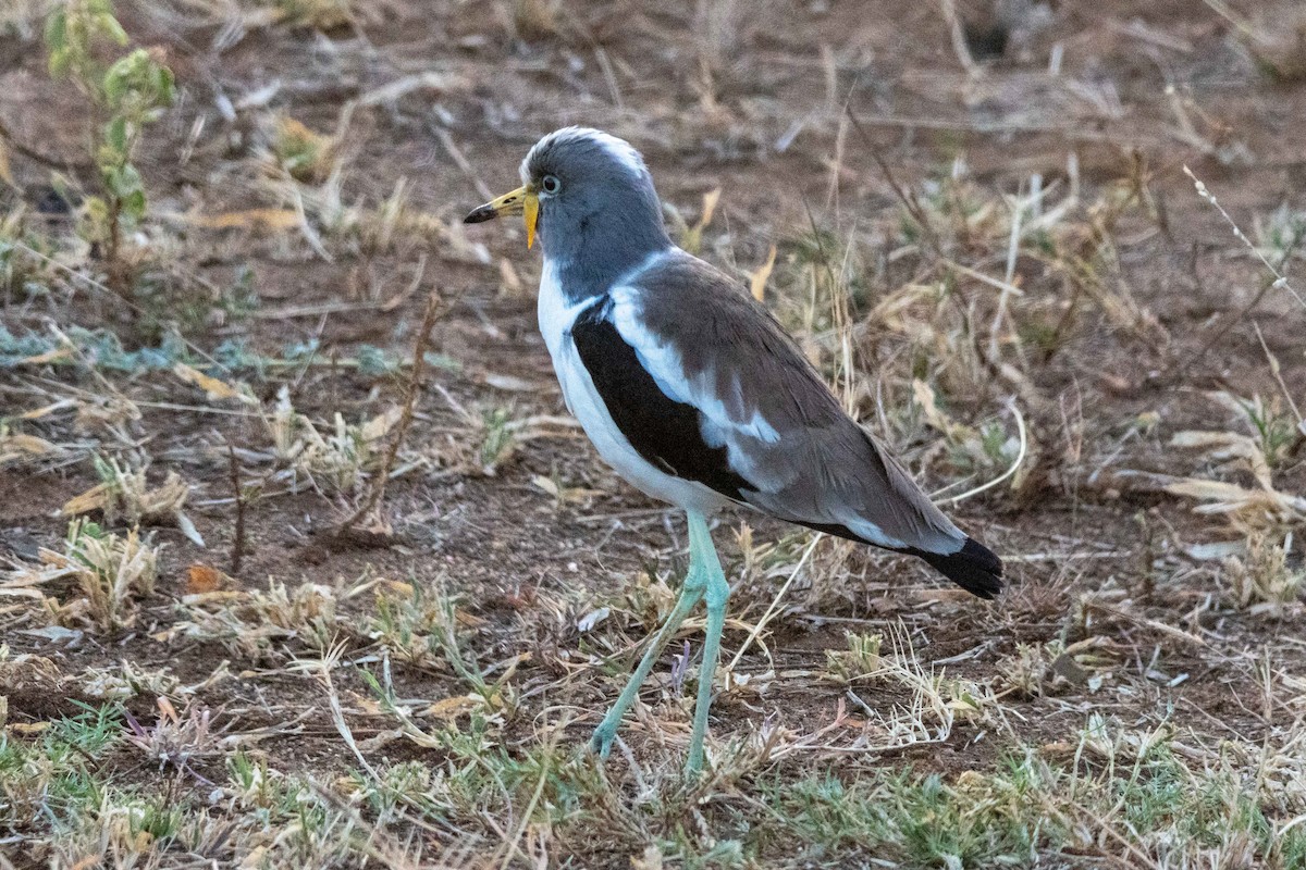 Avefría Coroniblanca - ML639090532