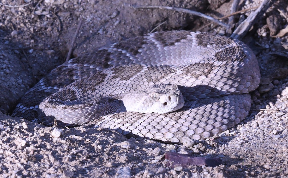 Reptiles - ML639090540