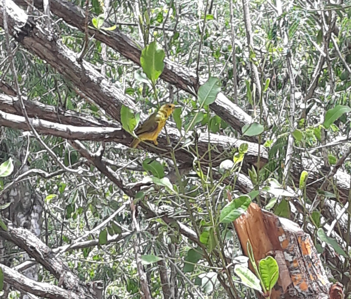 Yellow Warbler - ML639090565