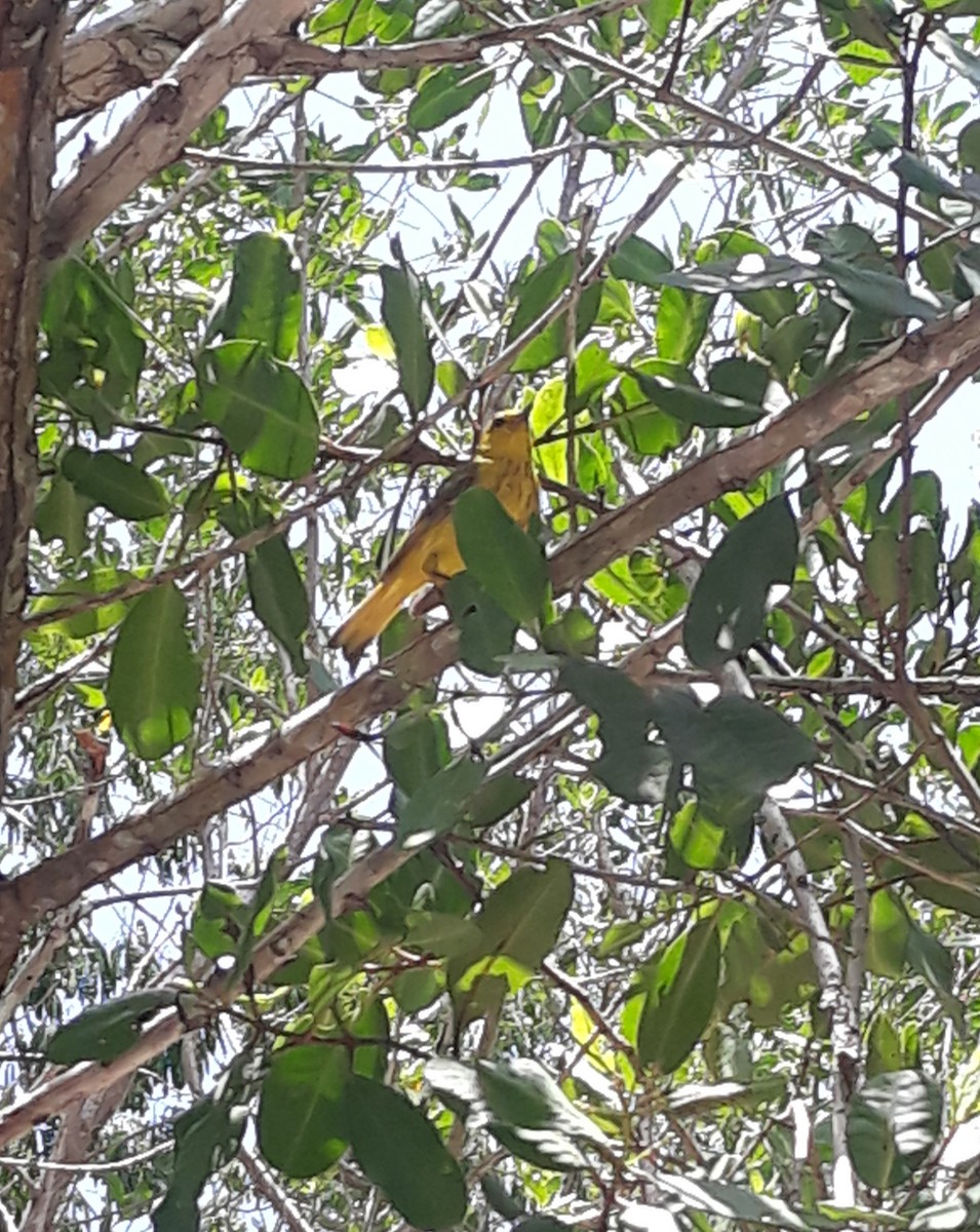 Yellow Warbler - ML639090566