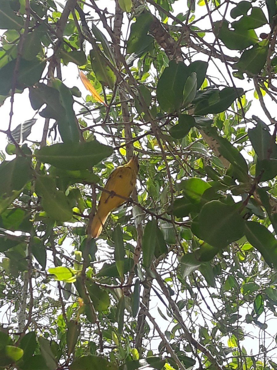 Yellow Warbler - ML639090570