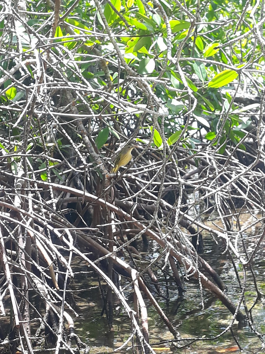 Yellow Warbler - ML639090576