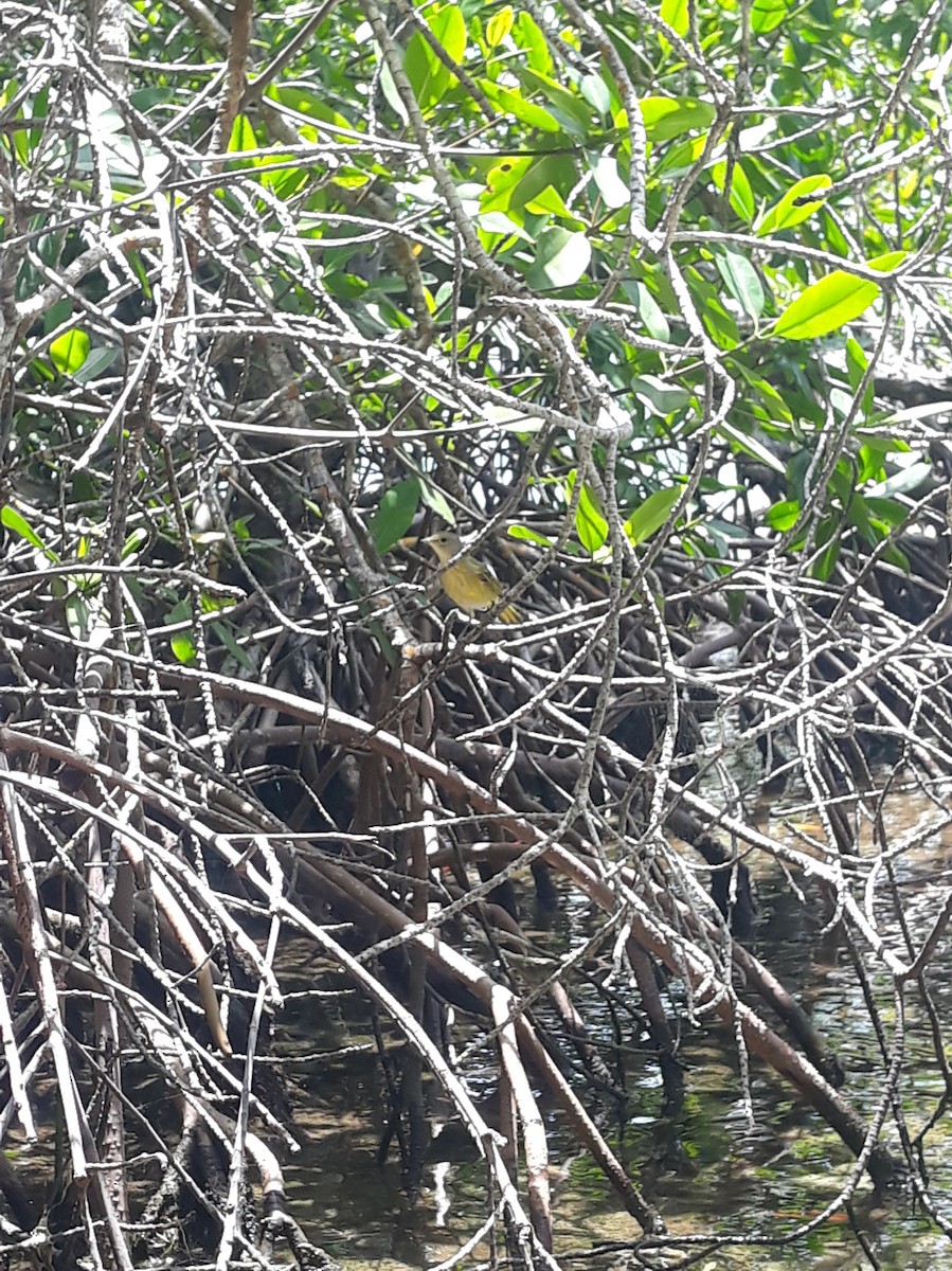 Yellow Warbler - ML639090577