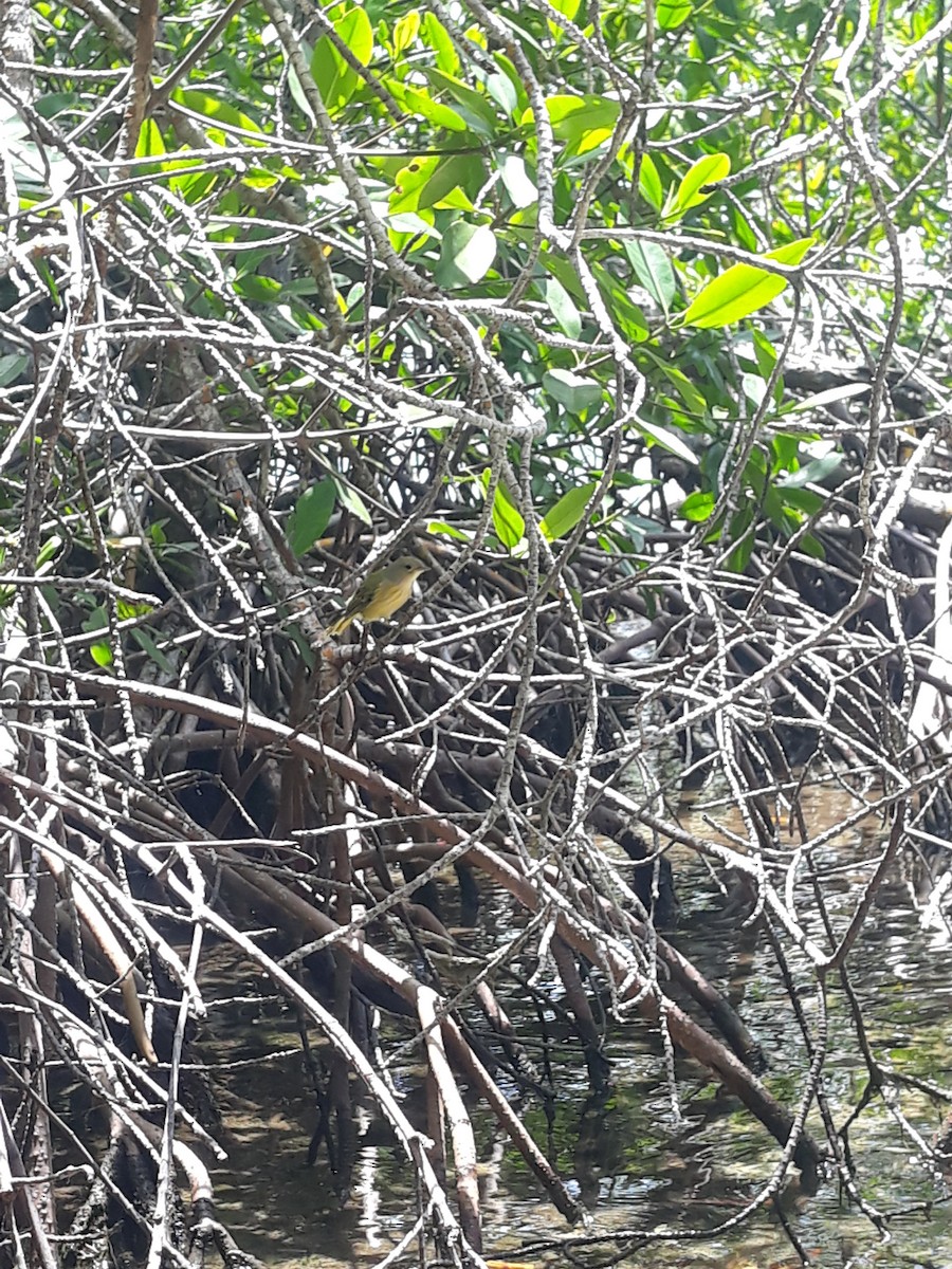 Yellow Warbler - ML639090578