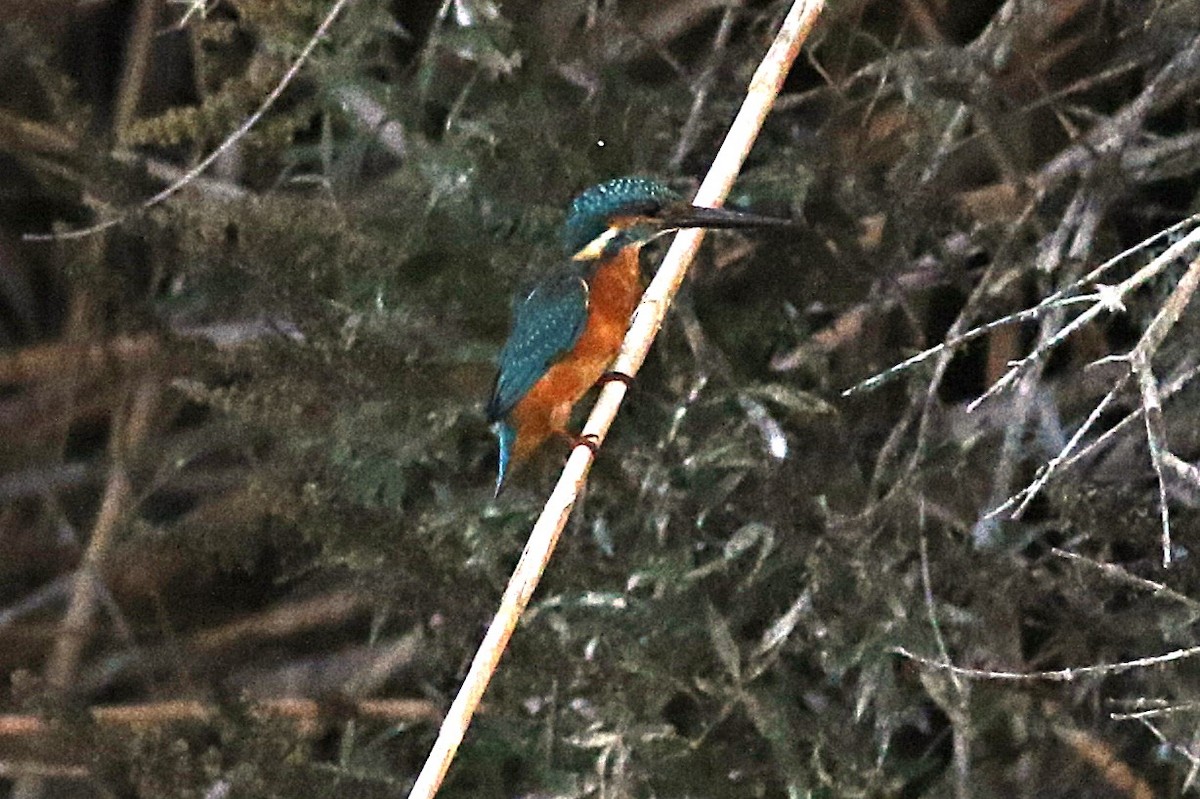 Common Kingfisher (Common) - ML639090600