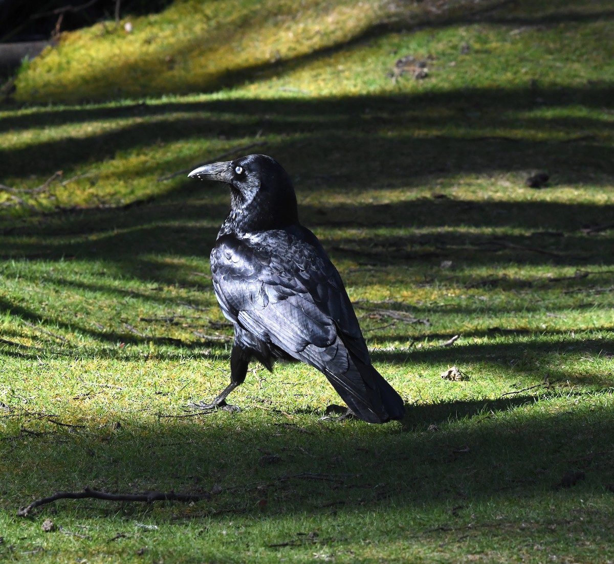 Forest Raven - ML639090614