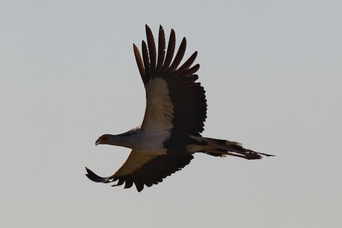 Secretarybird - ML639090741