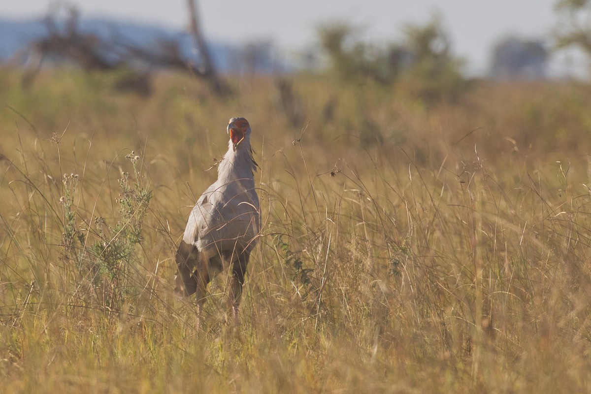 Secretarybird - ML639090742