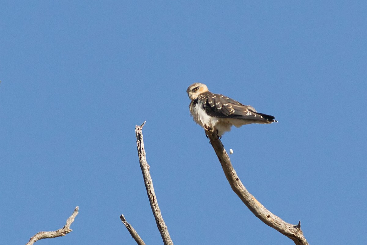 Black-winged Kite - ML639090744