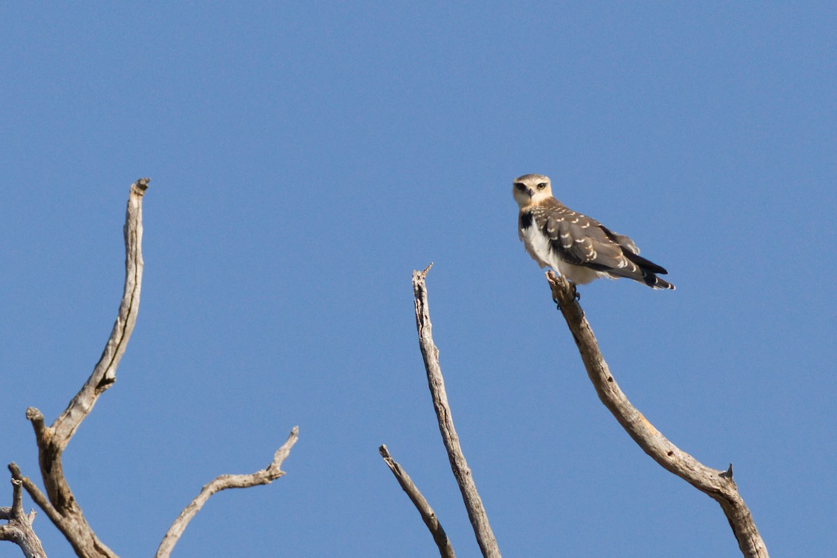 Black-winged Kite - ML639090746