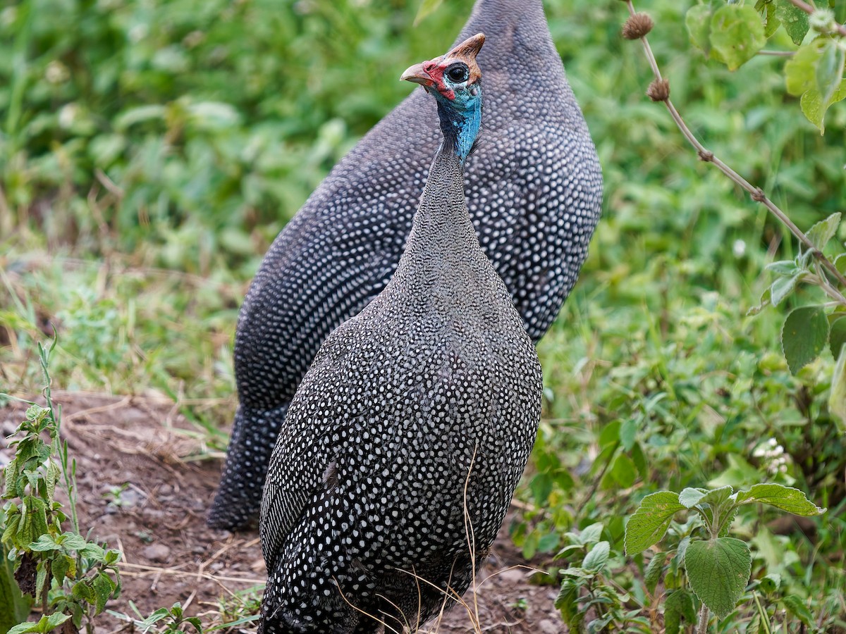 Helmeted Guineafowl - ML639090749