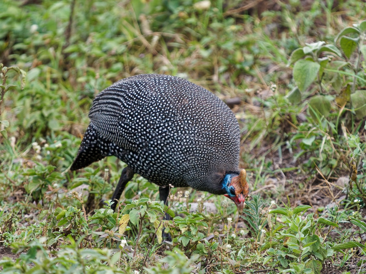 Helmeted Guineafowl - ML639090750