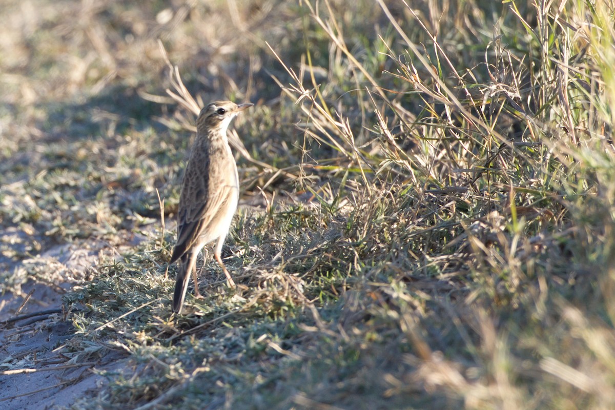 African Pipit - ML639090754