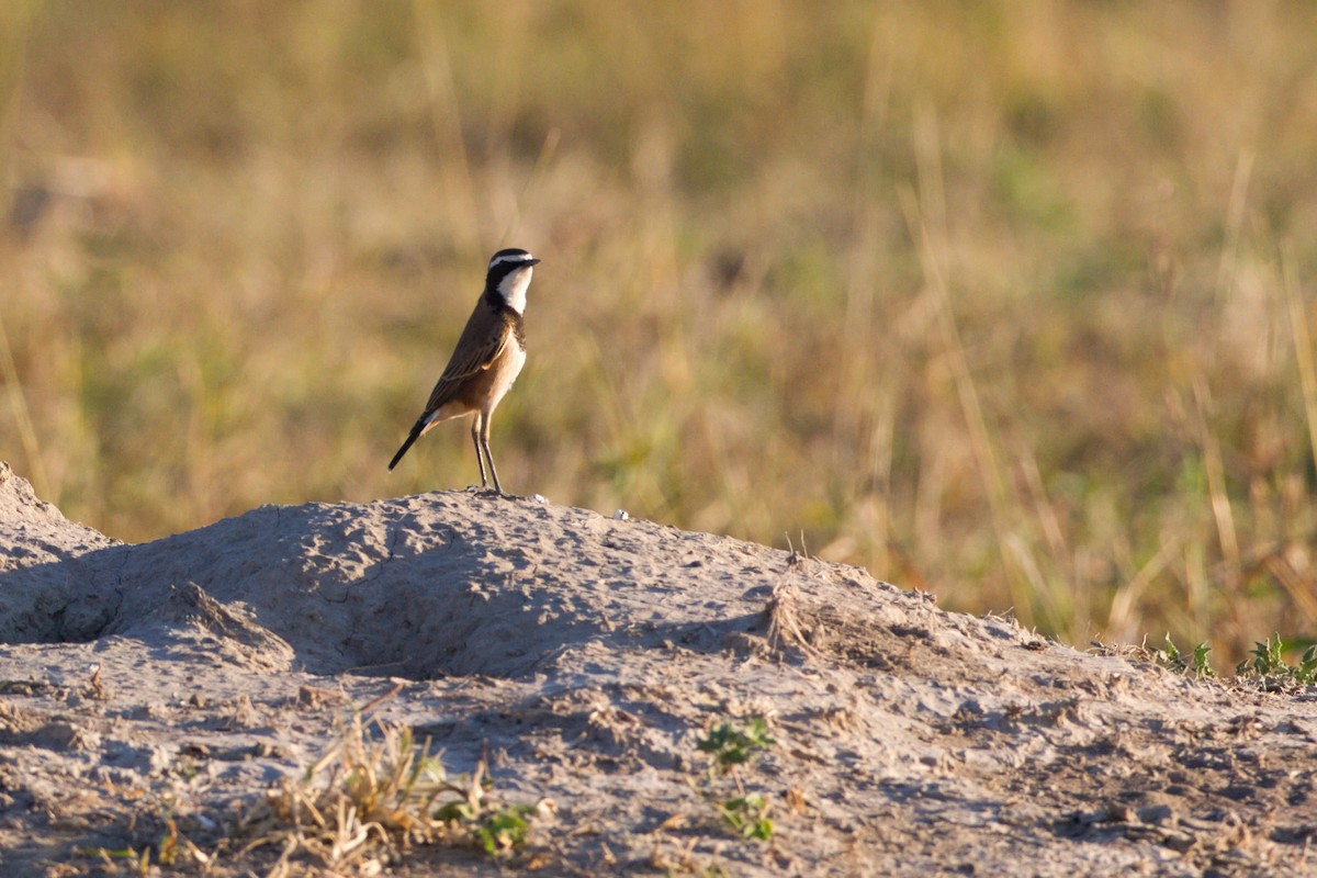Capped Wheatear - ML639090755