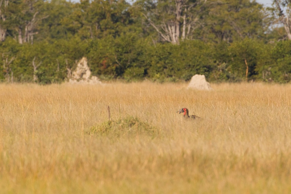 Southern Ground-Hornbill - ML639090757