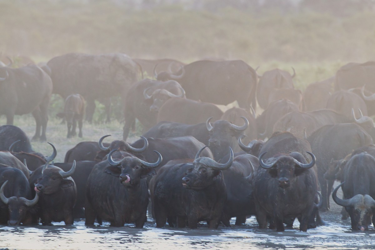 Cape Buffalo - ML639090766