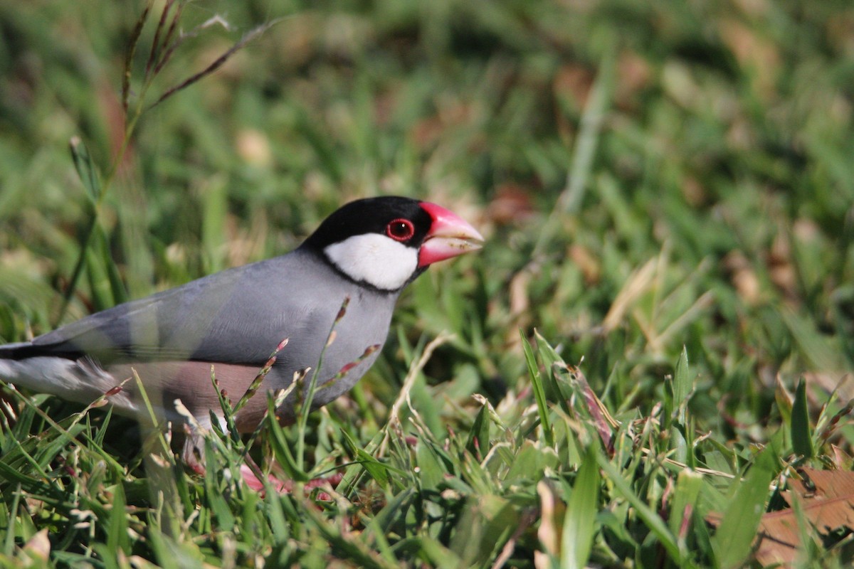 Java Sparrow - ML639090786