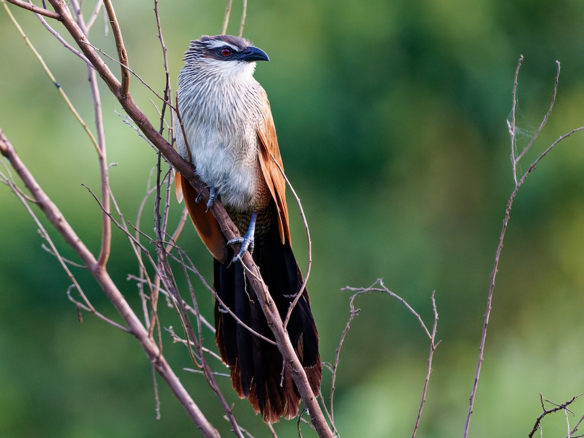 White-browed Coucal - ML639090796