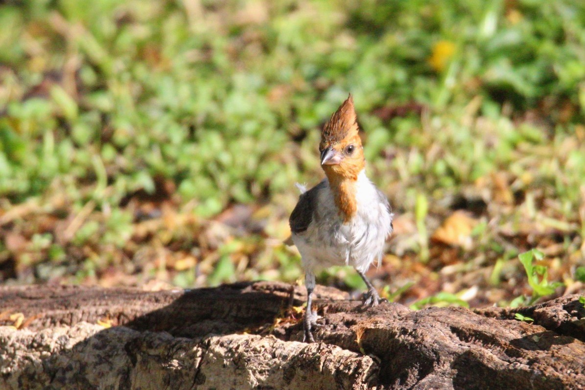Red-crested Cardinal - ML639090797