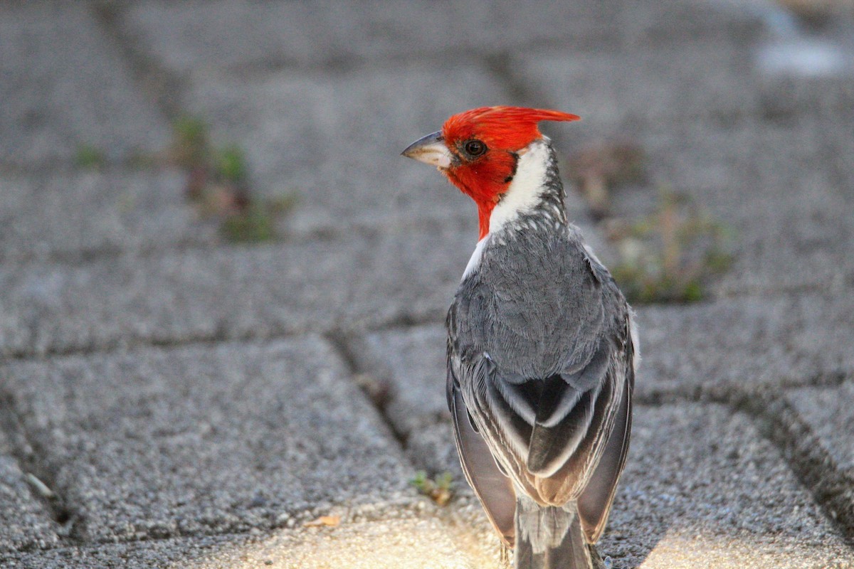 Red-crested Cardinal - ML639090798