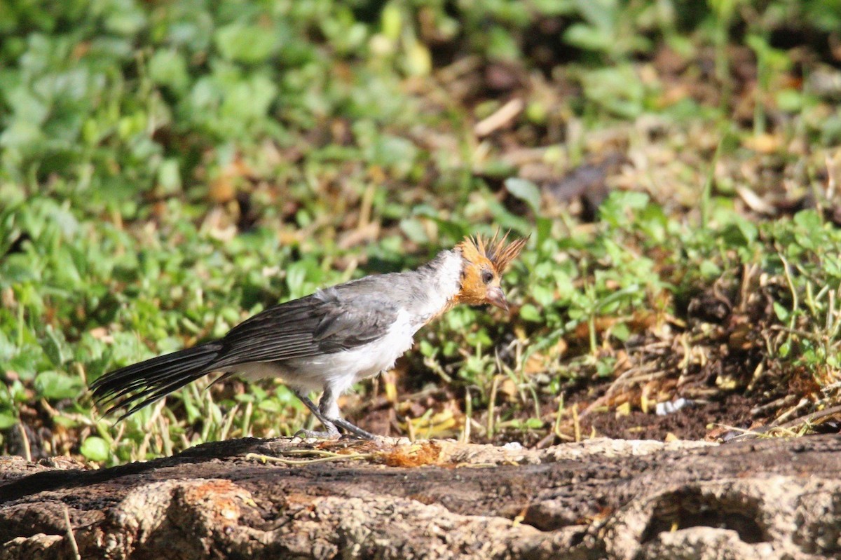 Red-crested Cardinal - ML639090799