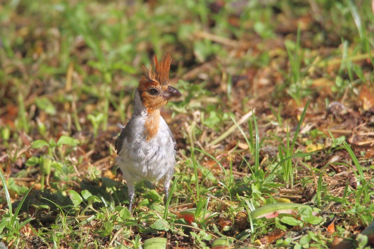 Red-crested Cardinal - ML639090800