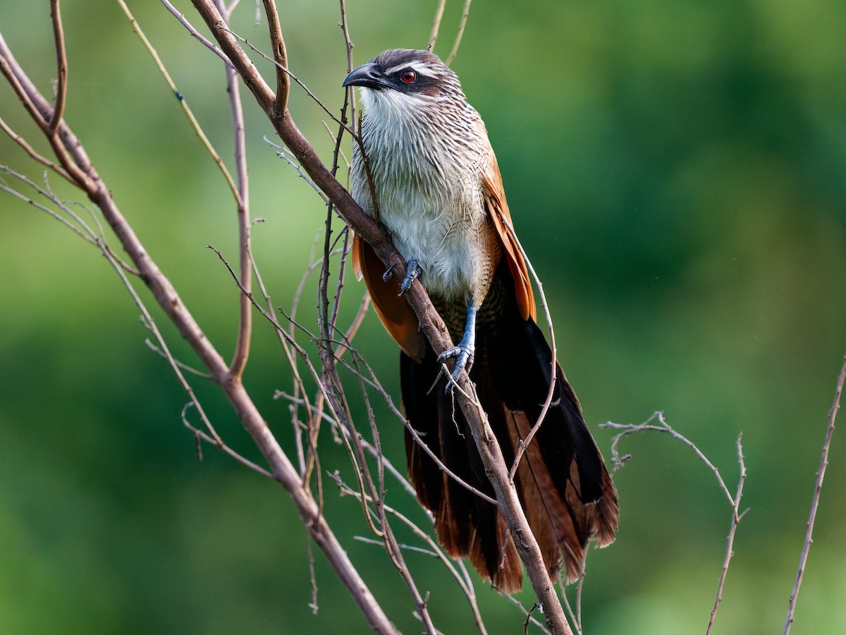 White-browed Coucal - ML639090801